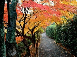 fallleaves