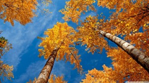 fall