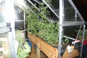 I'm Growing Food In My City Back Yard With Aquaponics