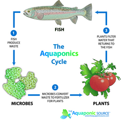 aquaponics cycle - I'm Growing Food In My City Back Yard With Aquaponics