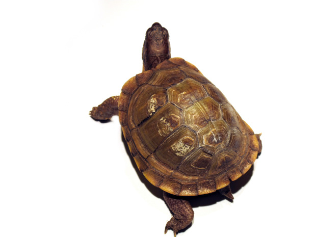 turtle - Newsletter