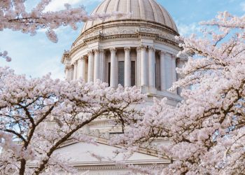 cherry blossoms at washington state capitol dome