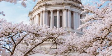 cherry blossoms at washington state capitol dome