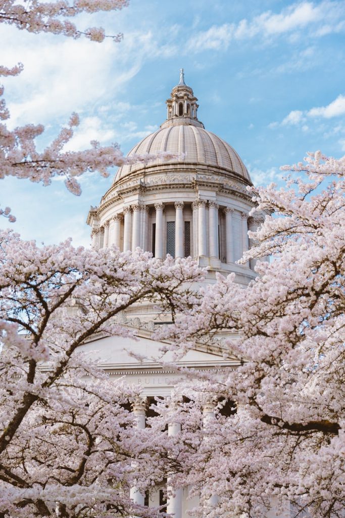 cherry blossoms at washington state capitol dome