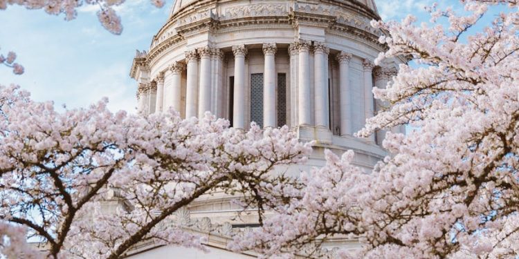 cherry blossoms at washington state capitol dome