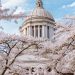 cherry blossoms at washington state capitol dome