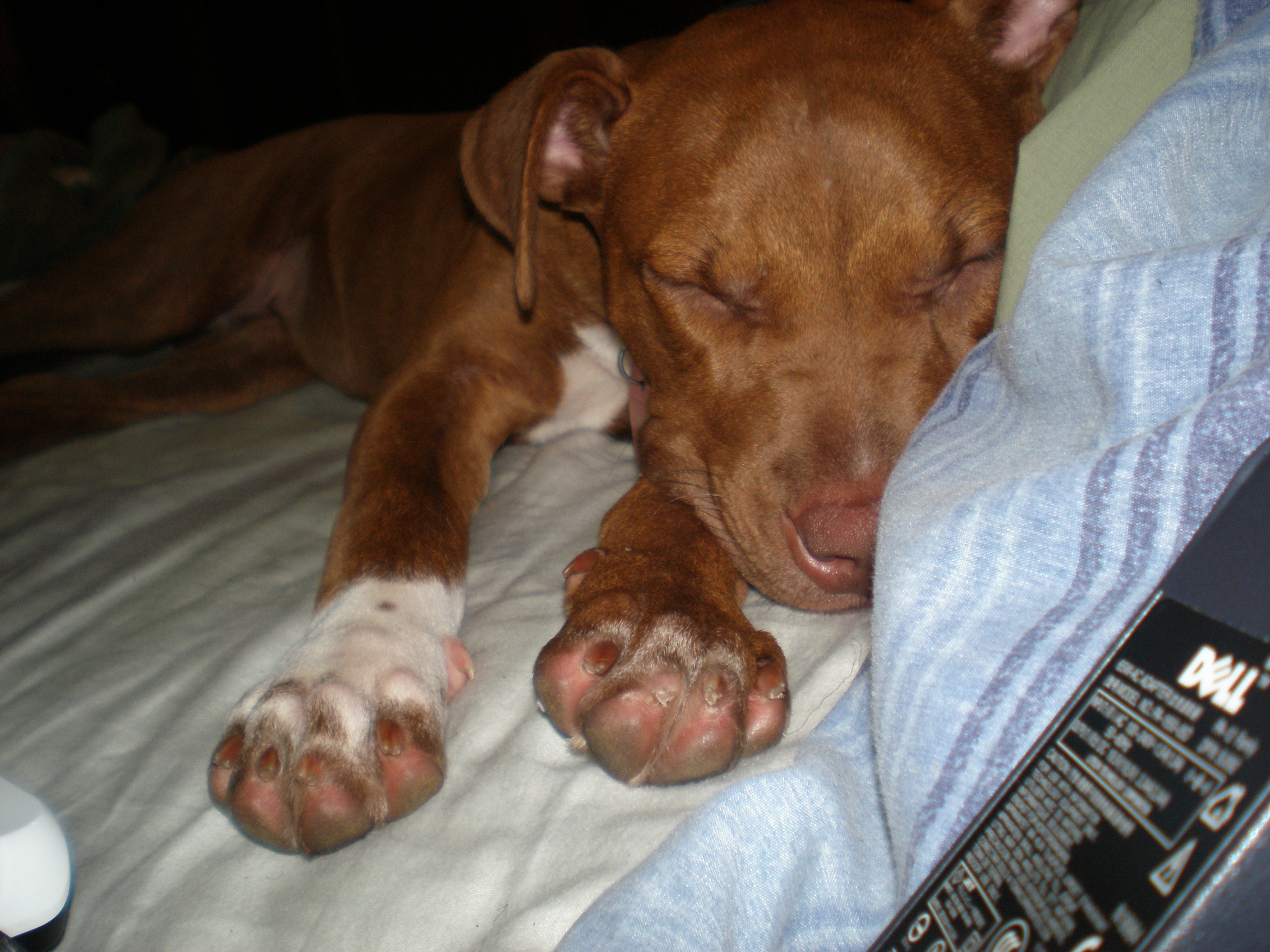 Pets Are Expensive but the Payoff Is Awesome