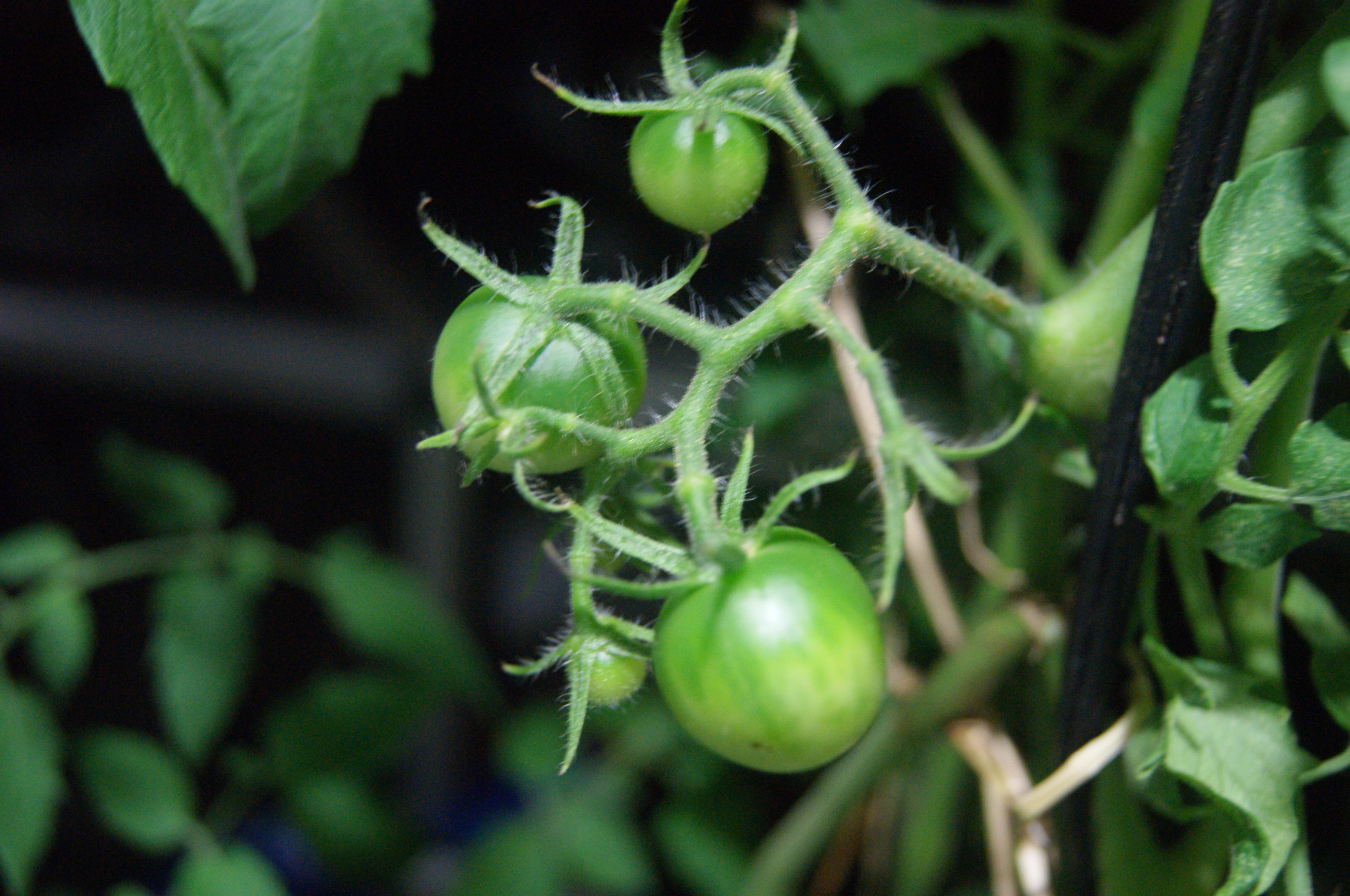 I'm Growing Food In My City Back Yard With Aquaponics